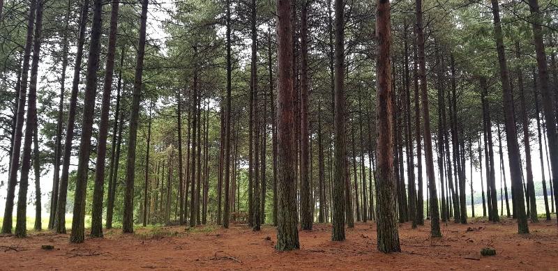 פנסיון Cabin&cottage Kaapsehoop