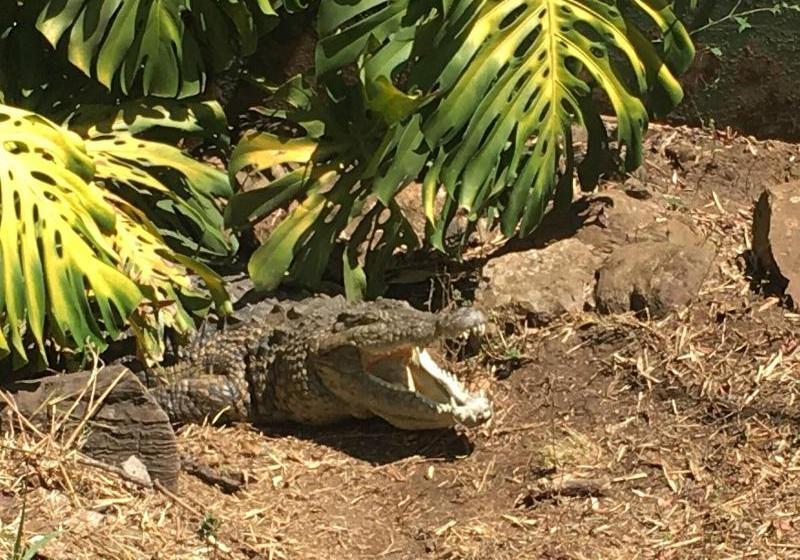 פנסיון Cabin&cottage Kaapsehoop