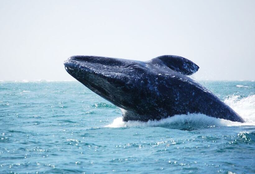 هتل Loreto Bay Golf Resort & Spa At Baja