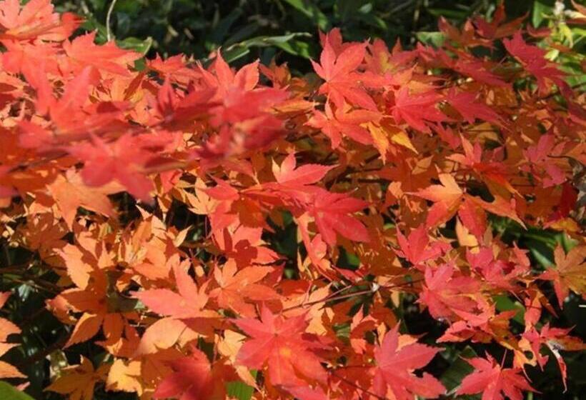 酒店 Yunosawa Onsen Mori No Shiki