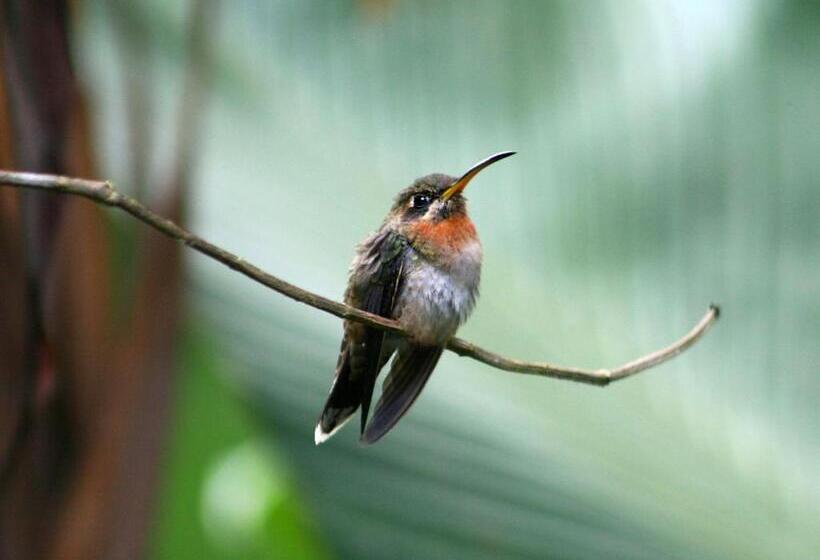 مبيت وإفطار El Colibri Lodge