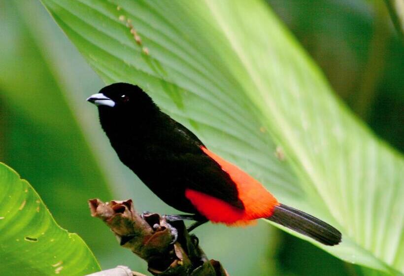 مبيت وإفطار El Colibri Lodge