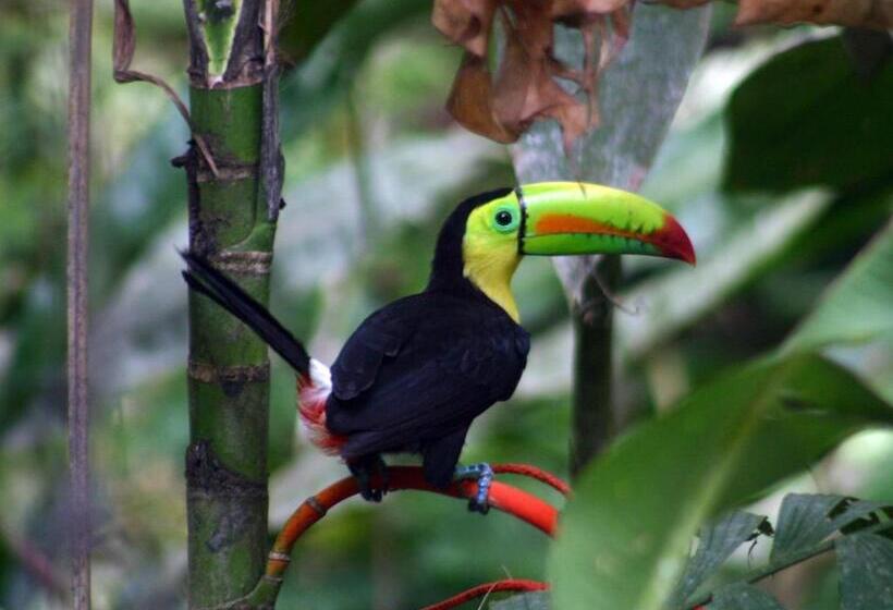 مبيت وإفطار El Colibri Lodge