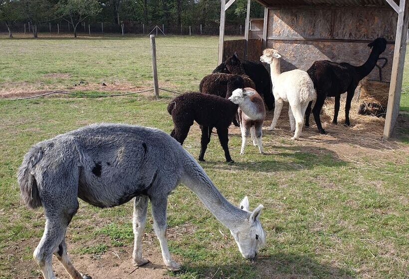 The Alpaca B&b