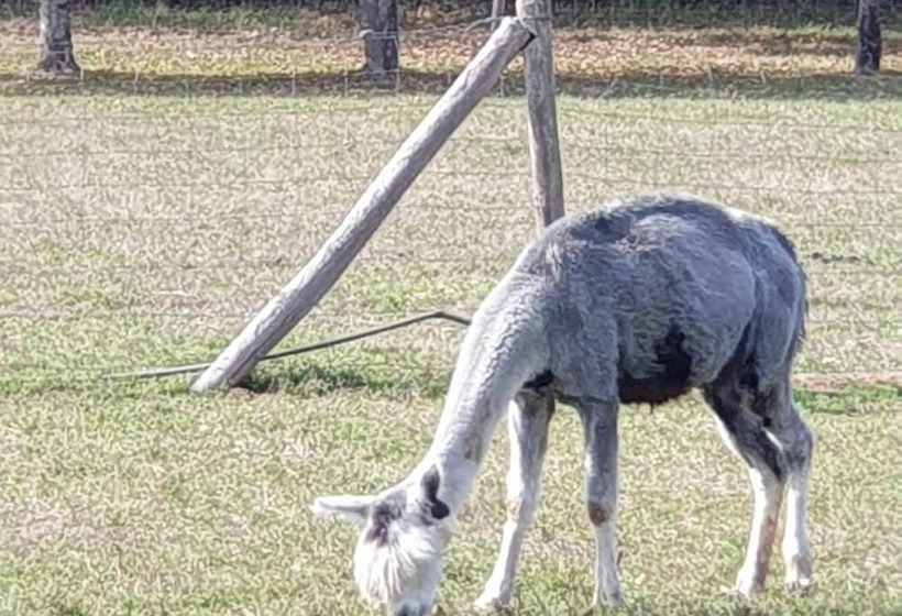 The Alpaca B&b
