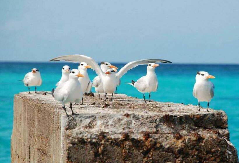 هتل Saona Beach House   Bed And Breakfast