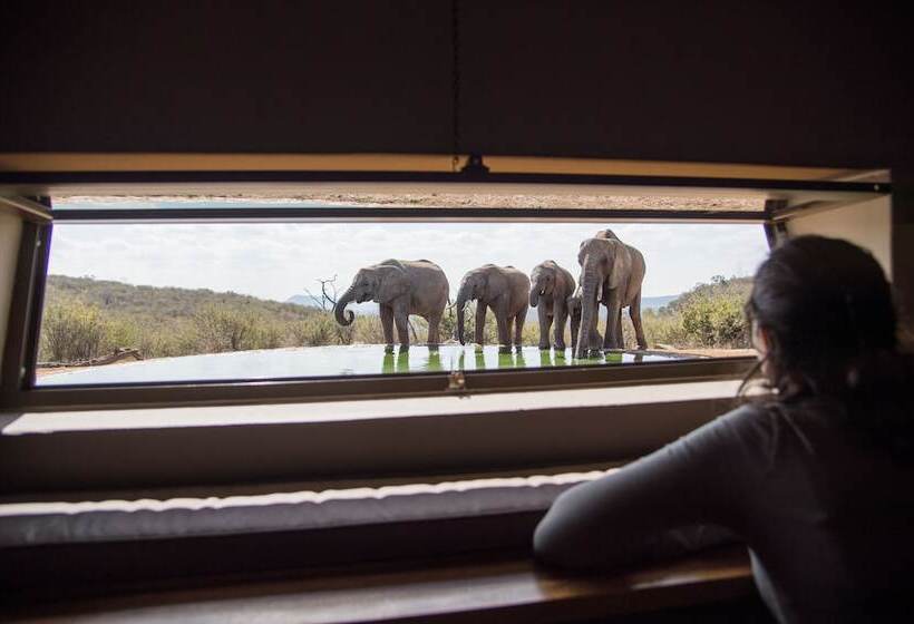 فندق Rockfig Lodge Madikwe