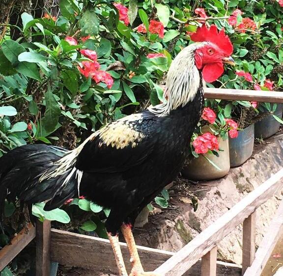 تختخواب و صبحانه Sunset Bungalows & Gh