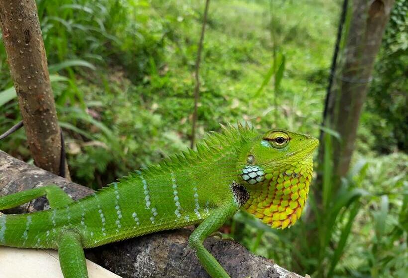 ペンション Sinharaja Rest