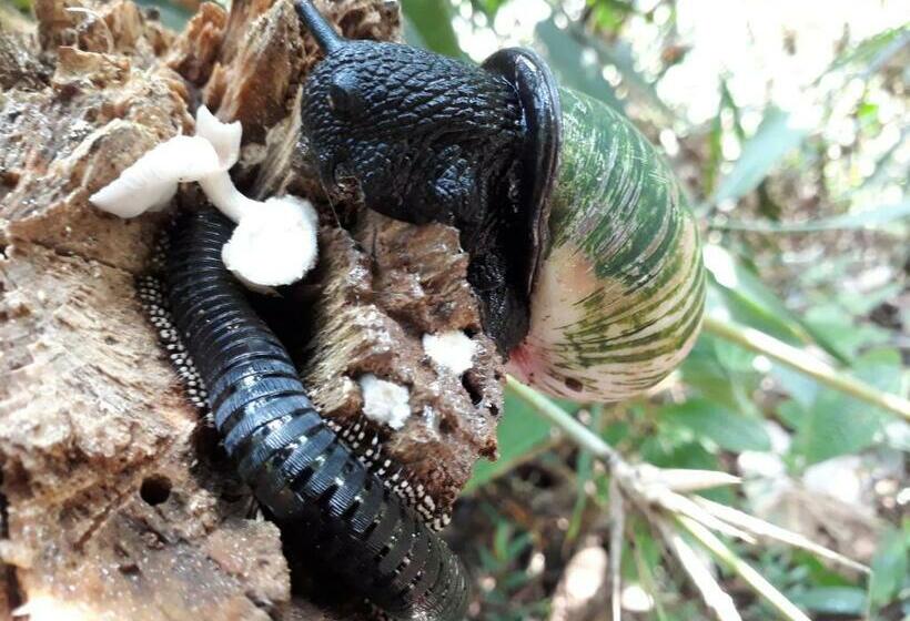 ペンション Sinharaja Rest