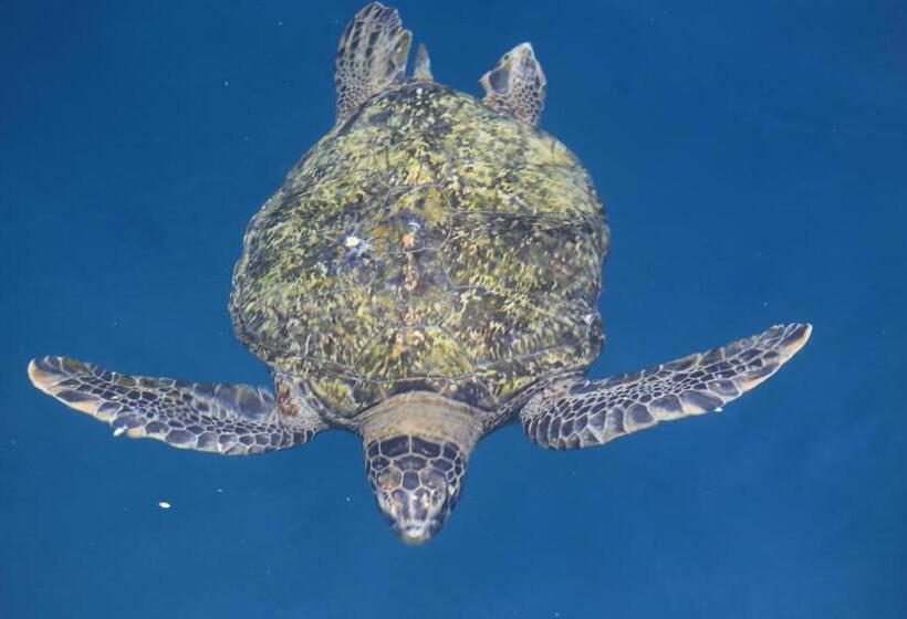 هاستل Whale House