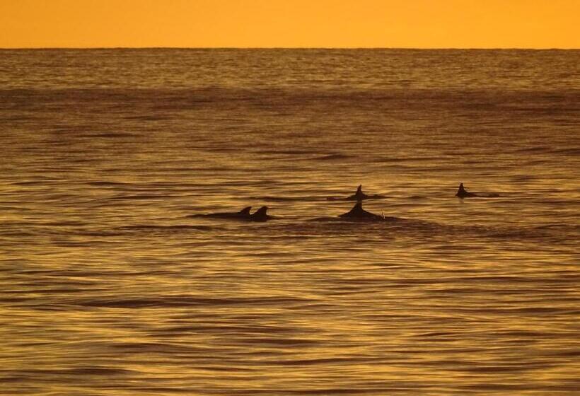 هاستل Whale House