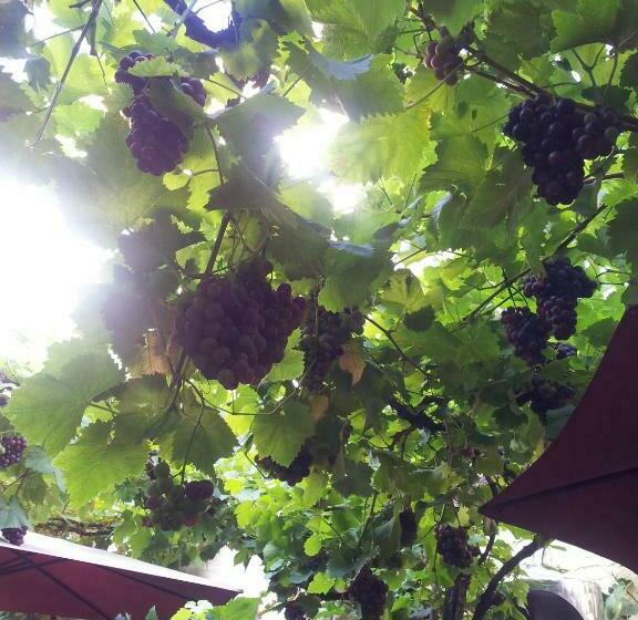 پانسیون Weingut Haxel
