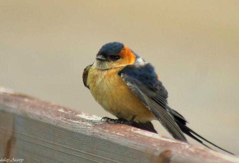 هتل Sultan Pansion Bird Paradise