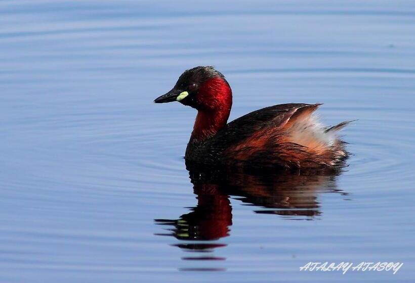 هتل Sultan Pansion Bird Paradise