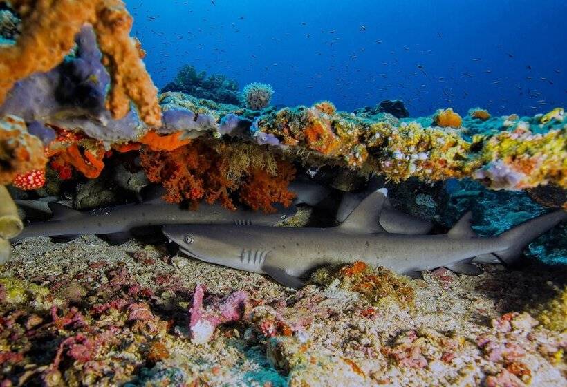 هتل Murex Bangka Dive Resort