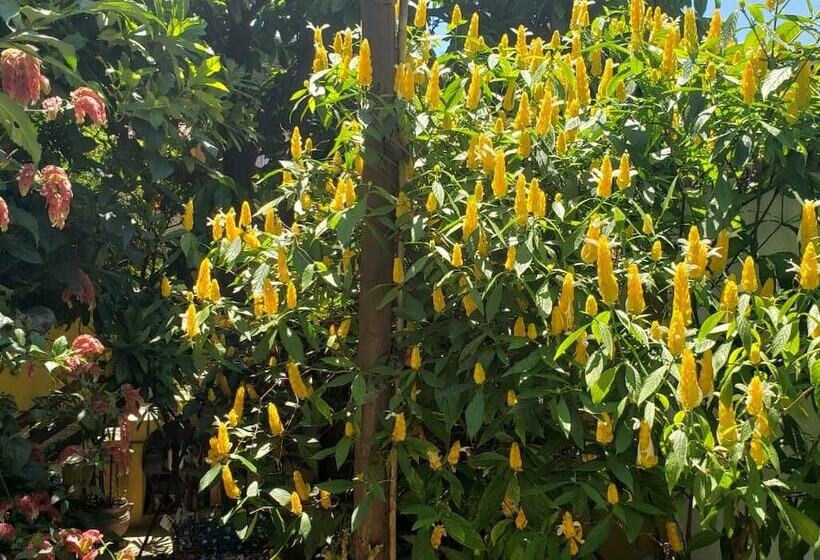 ホテル Pousada Plantar E Cuidar