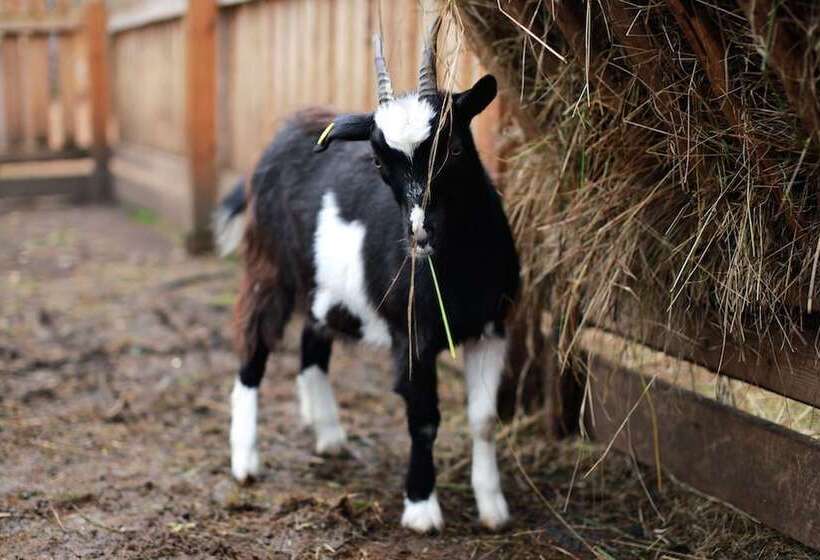 호텔 Shishki Na Lampushke   Casa De Campo