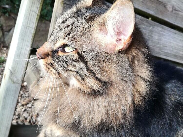 ペンション Mon Petit Soulié