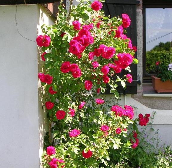 צימר Ferme Auberge à La Colline