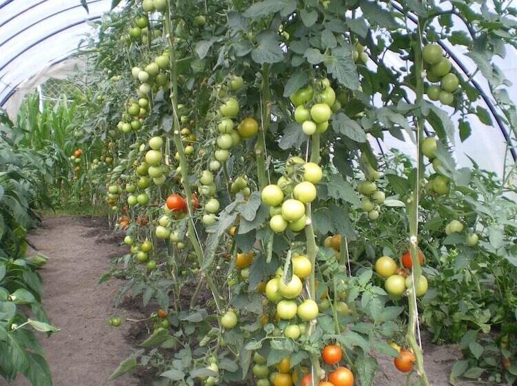 בית מלון כפרי Märkischheide Gmbh