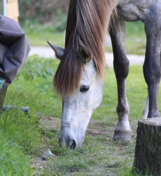 住宿加早餐  Une Roulotte Et Des Chevaux