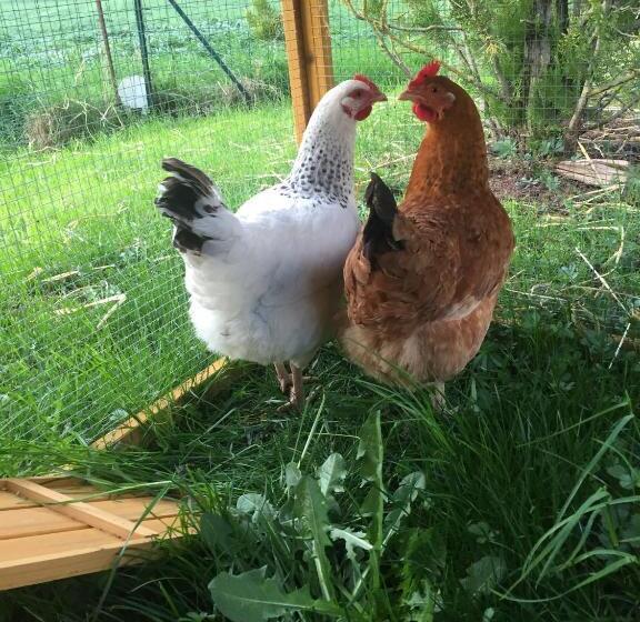 膳宿费 Le Chat Blanc