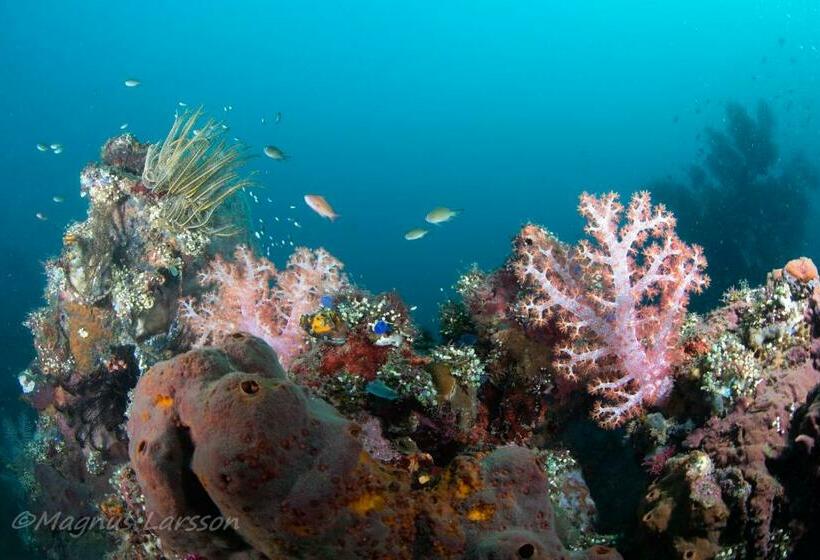 민박 Bali Dive Resort Amed