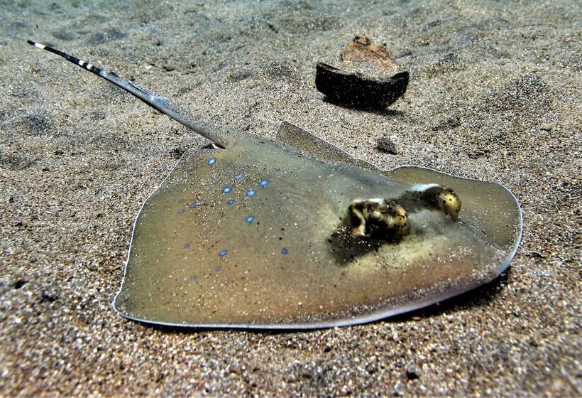 민박 Bali Dive Resort Amed