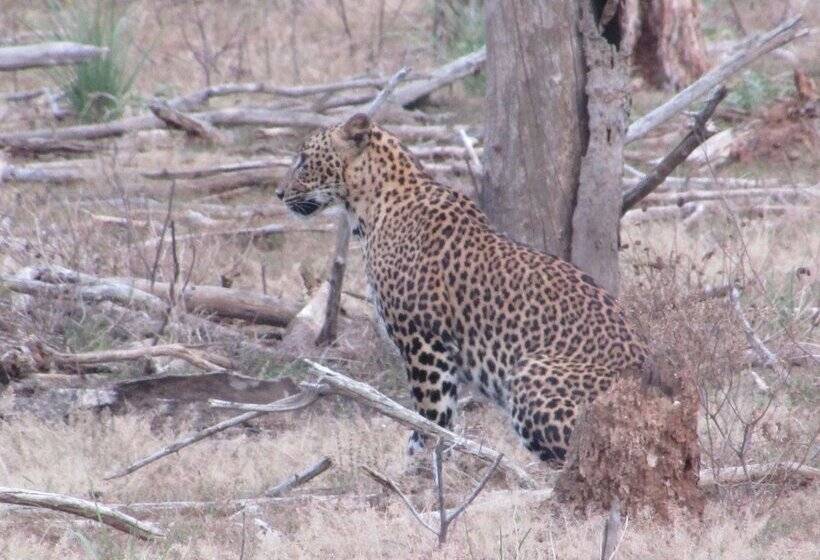 مبيت وإفطار Yala Avian Eye Safari
