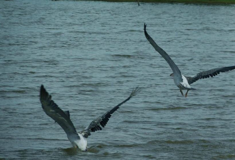 مبيت وإفطار Yala Avian Eye Safari