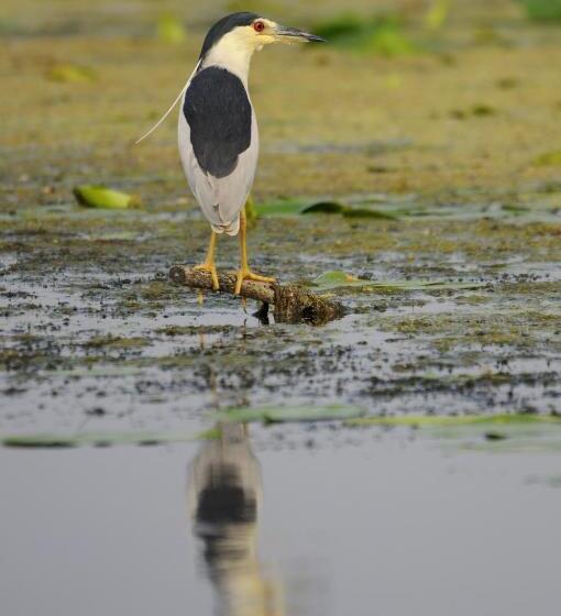 بنسيون Vila Delta Travel Mila 23