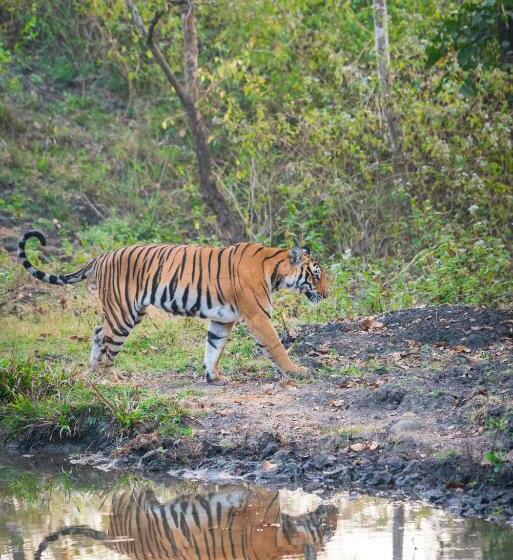 渡假胜地 Kaav Safari Lodge, Kabini