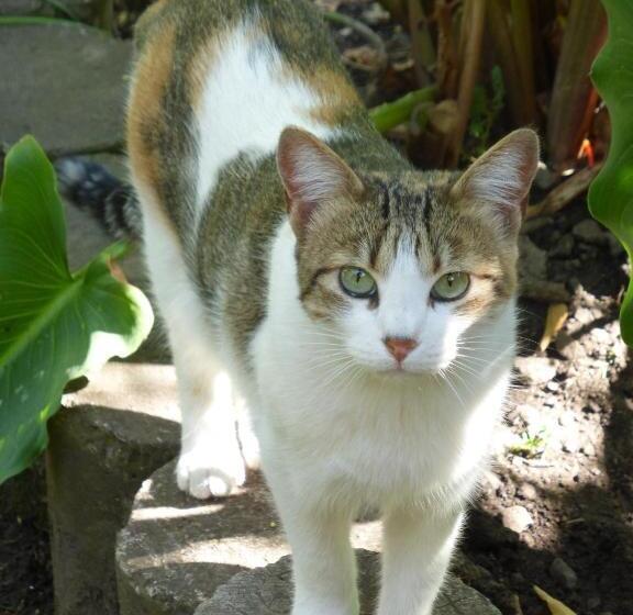 بنسيون Andean Spirit Lodge