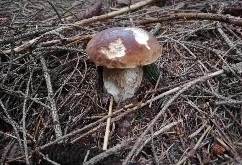 膳宿费 Penzión Baltazár