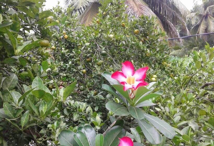 膳宿费 Iquest Colombo