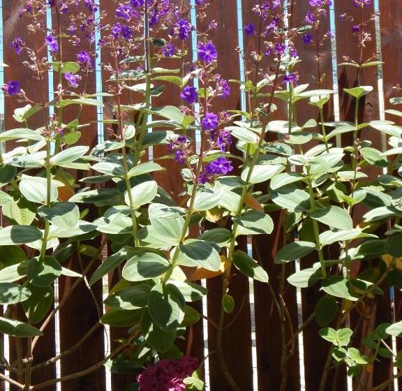 هاستل Esteños De La Pedrera Posada Y Spa