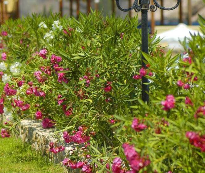 Dolphin Bay Family Beach Resort