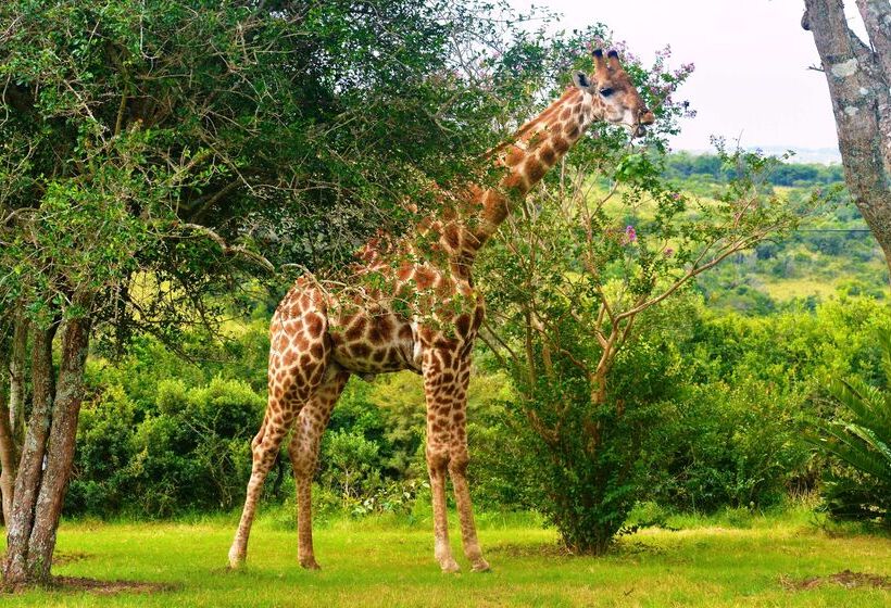 בית מלון כפרי Premier Resort Mpongo Private Game Reserve