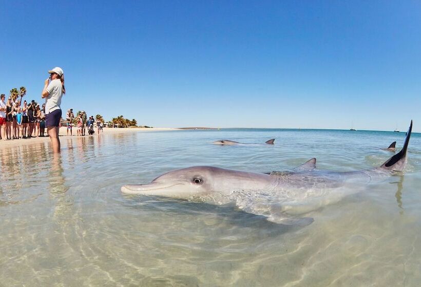 Hotel Rac Monkey Mia Dolphin Resort