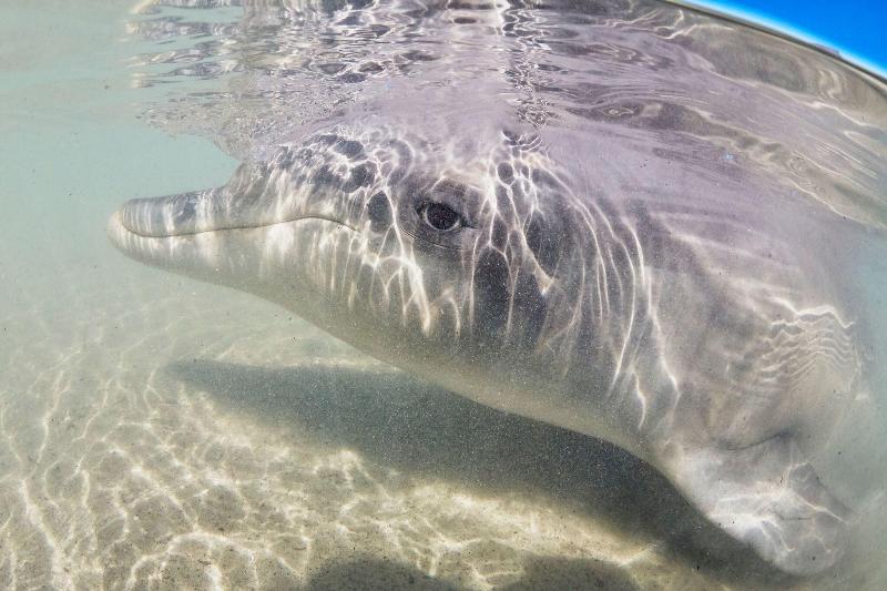 Hotel Rac Monkey Mia Dolphin Resort