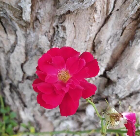 צימר La Rosa Selvatica