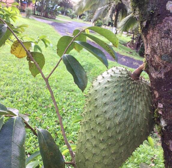 هتل Confort Arenal