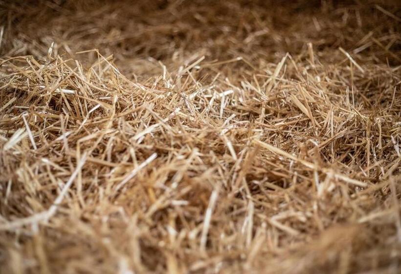 בית מלון כפרי Hof Tschannen