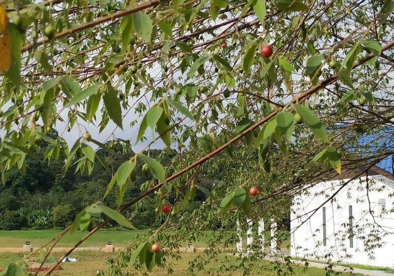 酒店 Halcyon Days @ Langkawi