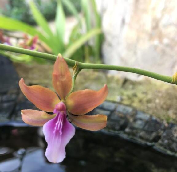 مبيت وإفطار Finca Renacer
