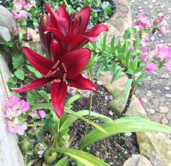 مبيت وإفطار Finca Renacer