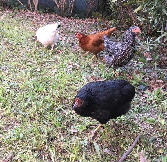 پانسیون La Closerie