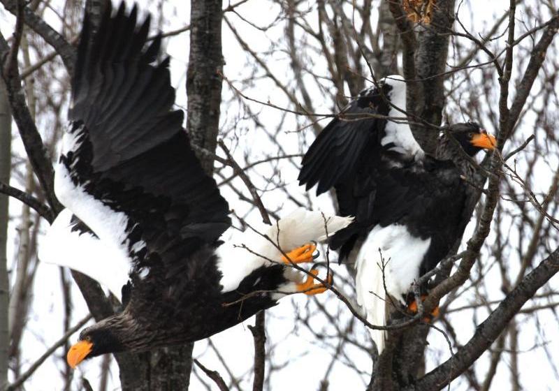 酒店 Koshimizu Hana Kotori Youth Hostel