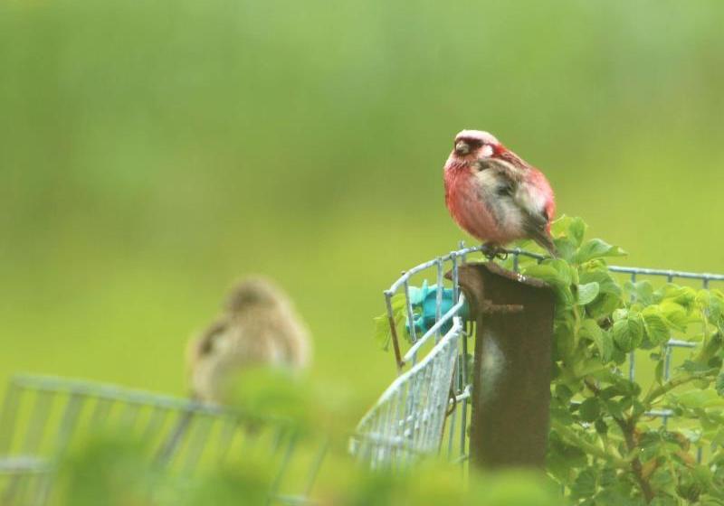 酒店 Koshimizu Hana Kotori Youth Hostel